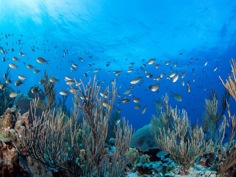 Oceana celebró nueva ANP