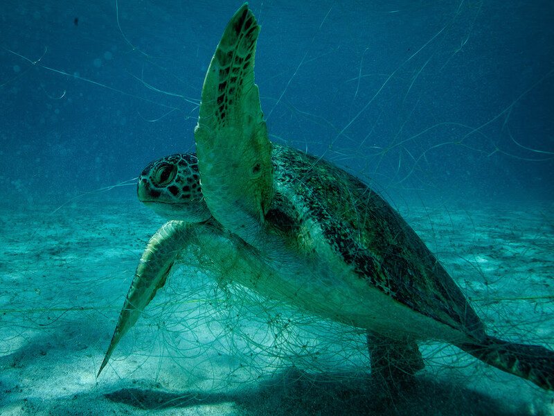 Legalización de pesca ilegal
