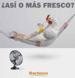 Sabías que... El pollo que comes en KFC es de Bachoco